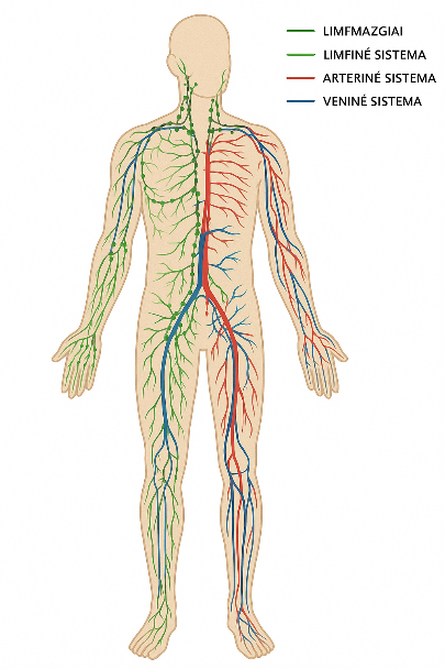Kodėl tavo kojos tinsta – ir ką iš tiesų slepia limfa Kodėl tavo kojos tinsta – ir ką iš tiesų slepia limfa