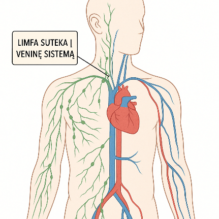 Kodėl tavo kojos tinsta – ir ką iš tiesų slepia limfa Kodėl tavo kojos tinsta – ir ką iš tiesų slepia limfa